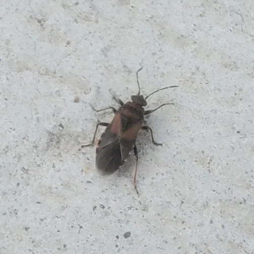 Elm Seed Bug
