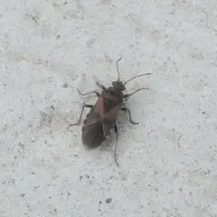 Elm Seed Bug thumbnail 1