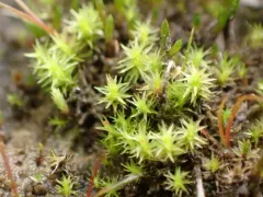Marsh Forklet Moss thumbnail 3