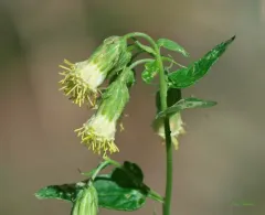 tasselflower brickellia thumbnail 4
