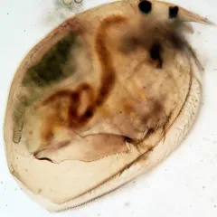 Picripleuroxus denticulatus thumbnail 1