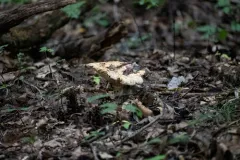 milk-white brittlegill thumbnail 2