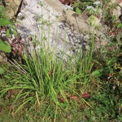 Garlic Chives thumbnail 3