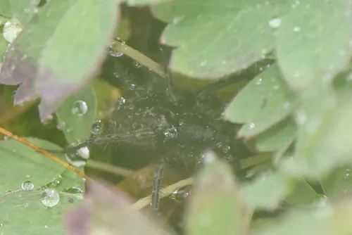Pardosa albomaculata