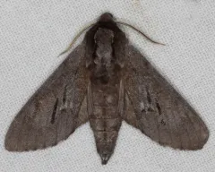 Southern Pine Sphinx thumbnail 2