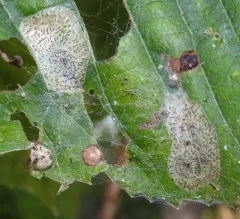 Basswood Round-blotch Miner Moth thumbnail 4