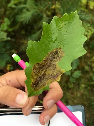 Cameraria fletcherella