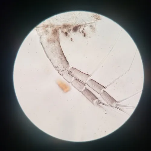 Scapholeberis armata