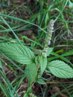 Crested Elsholtzia thumbnail 3