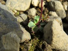 Ottertail Pass Saxifrage thumbnail 3