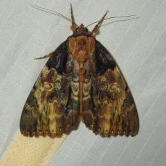 Clouded Underwing thumbnail 3