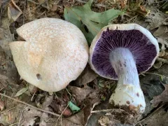 Cortinarius odoritraganus thumbnail 4
