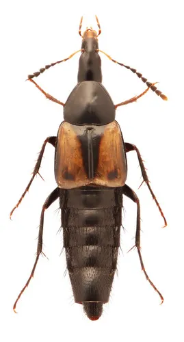 Lordithon quaesitor