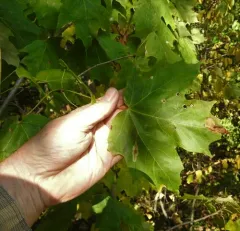 Sugar Maple Blotchminer thumbnail 4