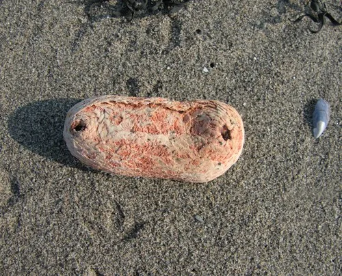 Scarlet Sea Cucumber