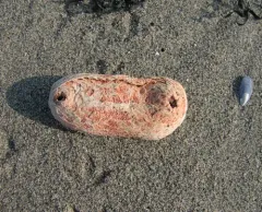 Scarlet Sea Cucumber thumbnail 1