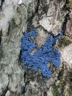 Physarum diderma thumbnail 2