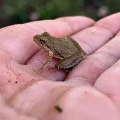 Blanchard's Cricket Frog thumbnail 2