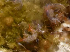 Echinogammarus ischnus thumbnail 4