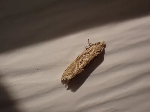 Aethes heleniana