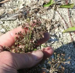 grass-leaved water-plantain thumbnail 4