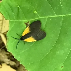 Orange-patched Smoky Moth thumbnail 3