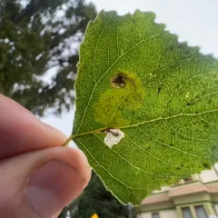 Aulagromyza populicola thumbnail 2