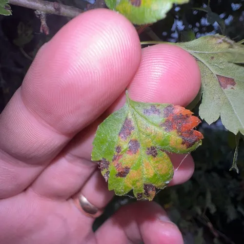 Quince leaf blight