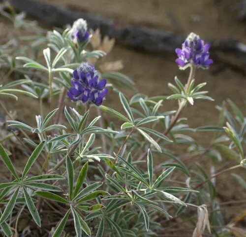 Yukon Lupine