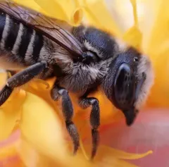 Megachile brevis thumbnail 4