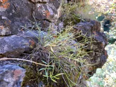 narrowleaf wildparsley thumbnail 3