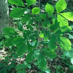 pignut hickory thumbnail 2