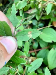 Coleophora vacciniivorella thumbnail 2
