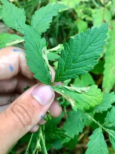 Coptotriche agrimoniella