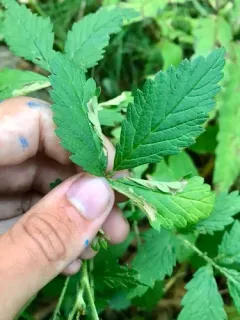 Coptotriche agrimoniella thumbnail 1