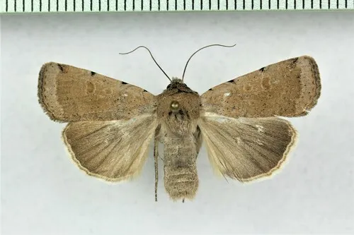Abagrotis forbesi