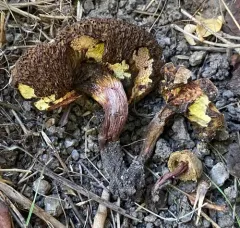 Xerocomellus salicicola thumbnail 4