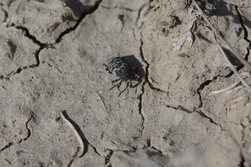 Gerstaeckeria porosa