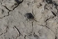 Gerstaeckeria porosa thumbnail 1