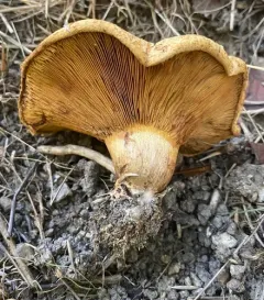 Paxillus ammoniavirescens thumbnail 3