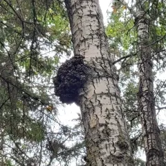 Corky bark disease thumbnail 3