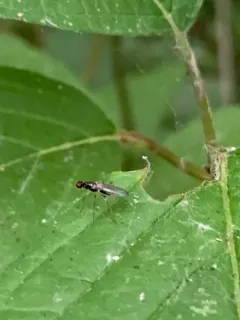 Strongylophthalmyia angustipennis thumbnail 3