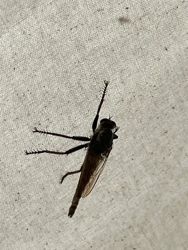 Proctacanthus nearno