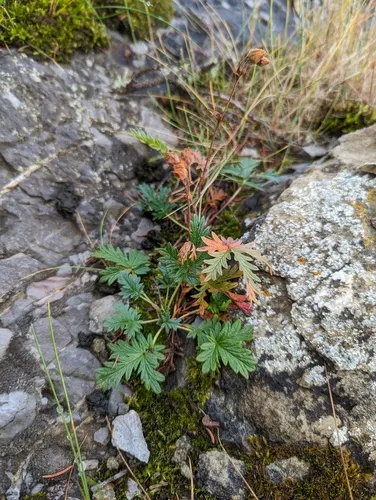 Coast cinquefoil