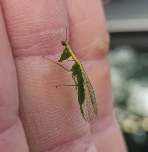 Green Mantidfly