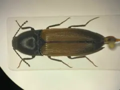 Evan's Click Beetle thumbnail 1