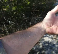 Philadelphia panic grass thumbnail 4