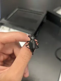 Eleodes longipilosa thumbnail 4