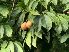 yellow buckeye thumbnail 2