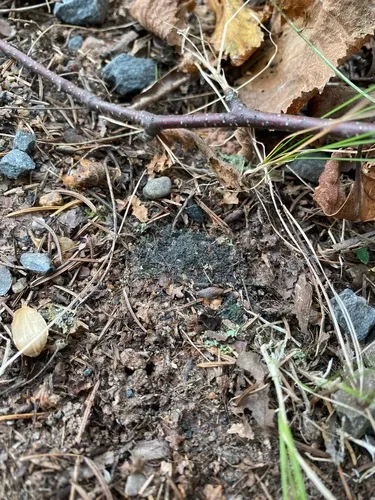 Scaly Jellyskin Lichen